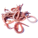 Medium Dendrobaenas Worms - Live Bait Coarse Fishing