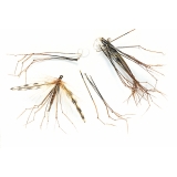 Veniard Pheasant Cock Ringneck Daddy Legs Feathers - Trout Fly Tying