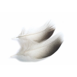 Veniard Mallard Duck Bronze Shoulder Feathers - Salmon Trout Fly Tying