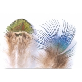 Peacock Blue Neck / Gold Body - Fly Tying Feathers