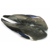 Veniard Mallard Duck Whole Wings Feathers - Trout Fly Tying