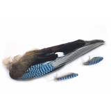 Veniard Jay Whole Wings Feathers - Trout Salmon Fly Tying