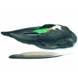 Veniard Teal Duck Wing - Fly Tying Material Feathers