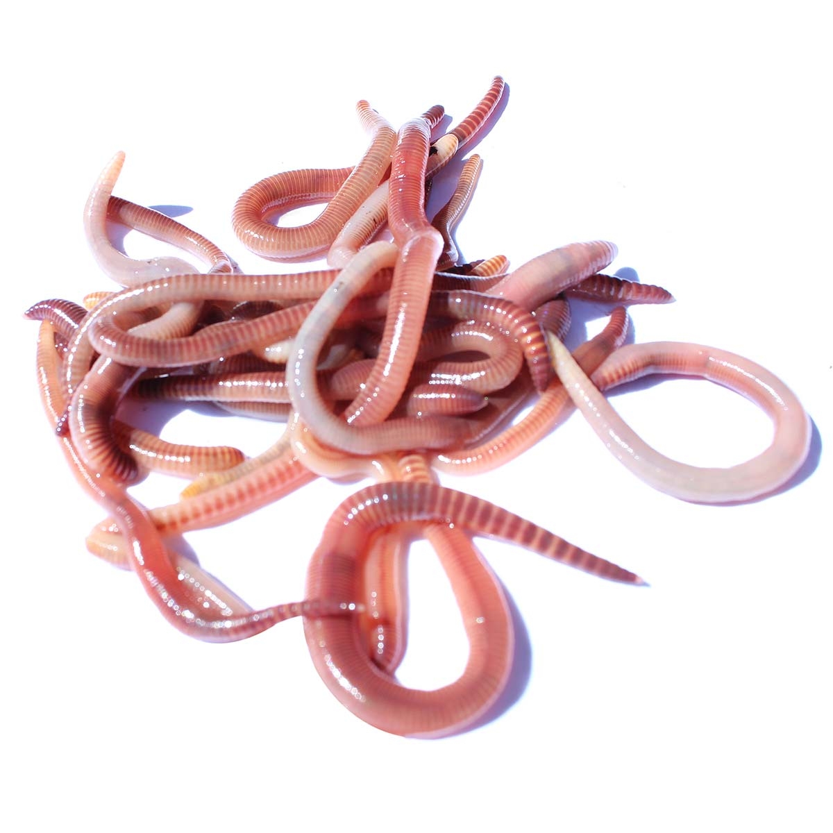 Medium Dendrobaenas Worms - Live Fresh Fishing Bait