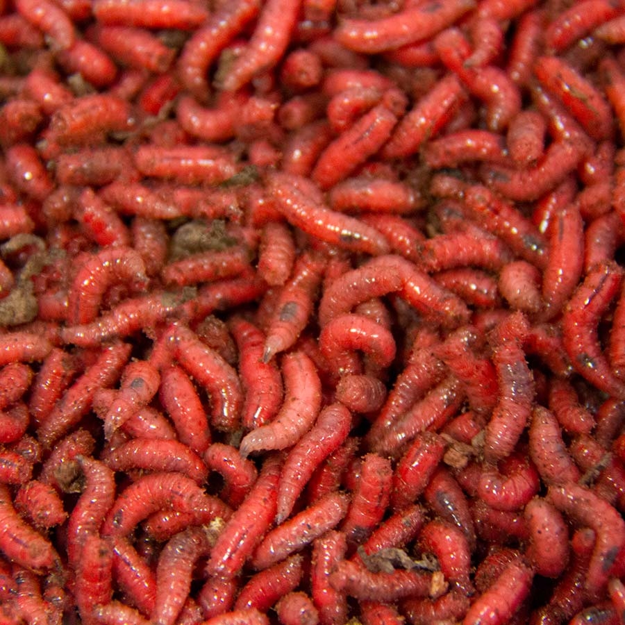 Red Maggots - Live Fresh Bait Fishing