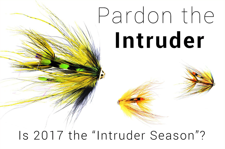 Intruder Salmon Fishing UK  - All you need to know