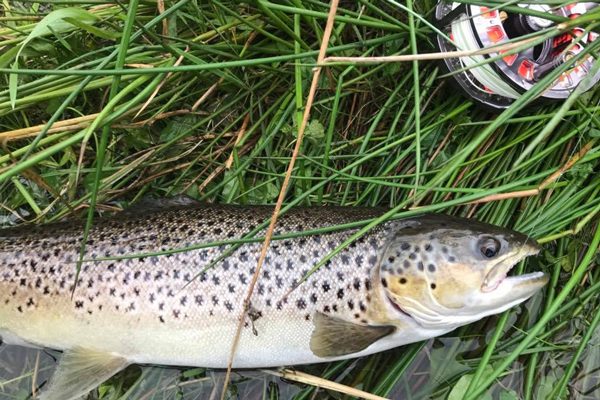 A perfect Loch Lomond Trout on the fly