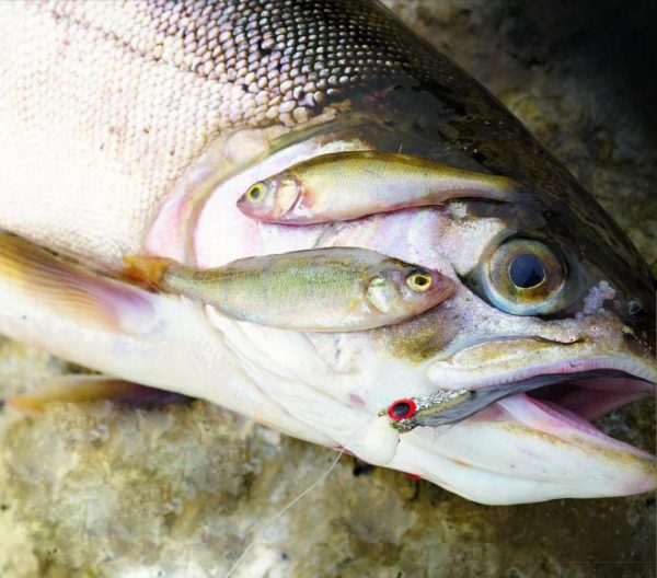 How To Tackle Fry Feeding Trout On The Fly