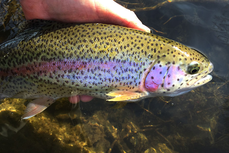 What's The Best Hook Size For Trout? It Varies, But Smaller Is