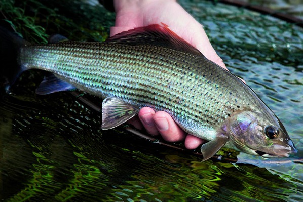 How To Catch Grayling In Low Water Conditions