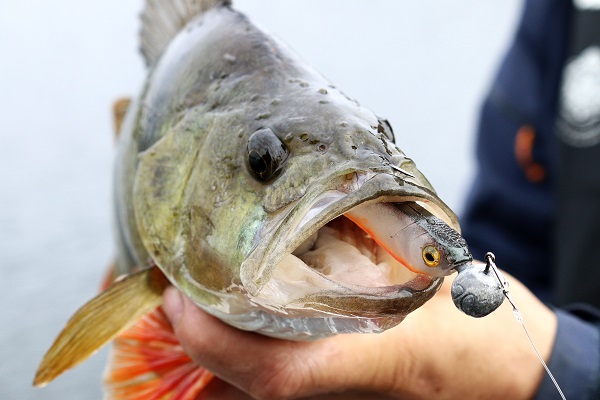 Jigging For Perch - A Buyer's Guide
