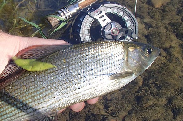 How To Find Winter Grayling