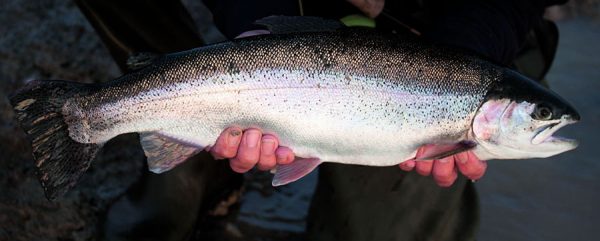 Overwintered rainbow trout