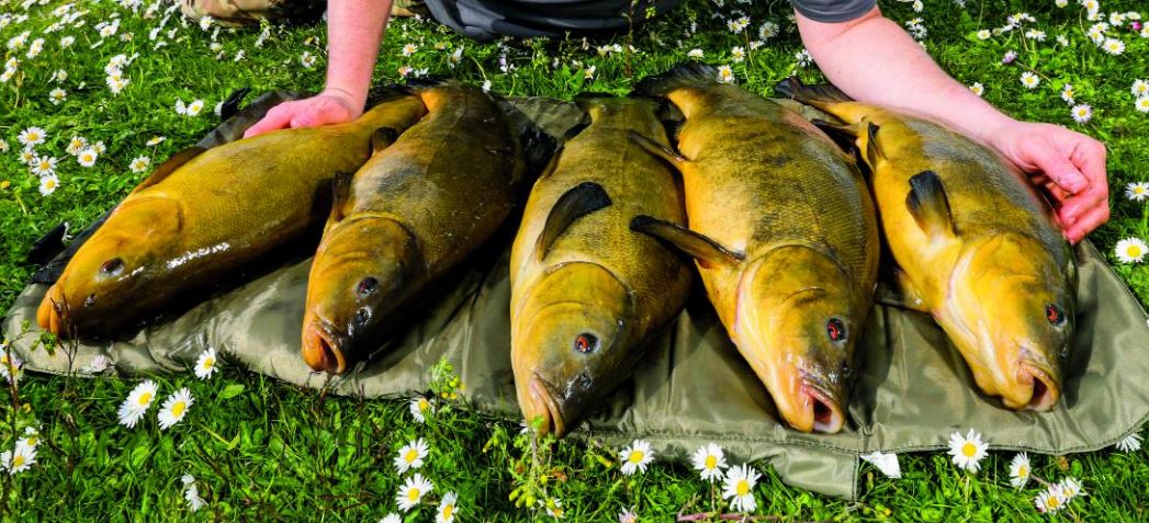 How To Catch Big Tench