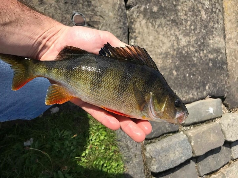 canal perch