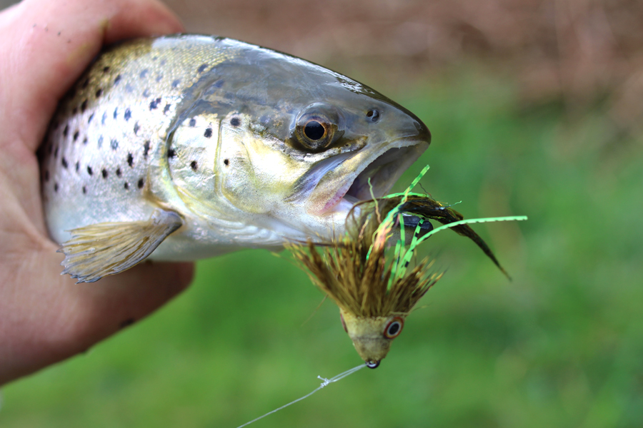 Trout Streamer Fishing