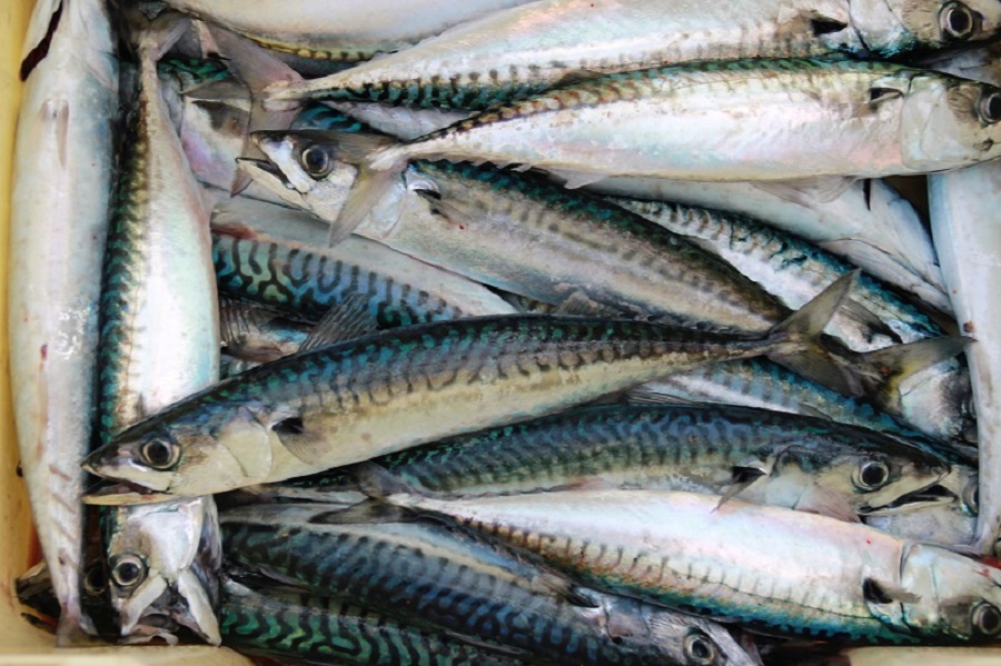 mackerel fishing