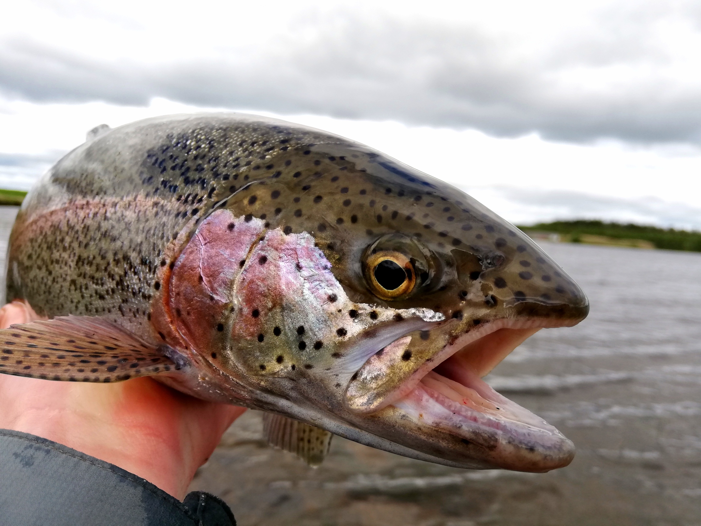 Best Trout Flies To Use In September