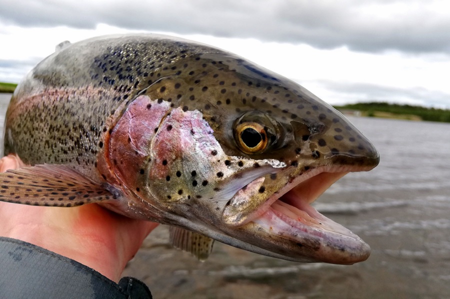 best trout flies september