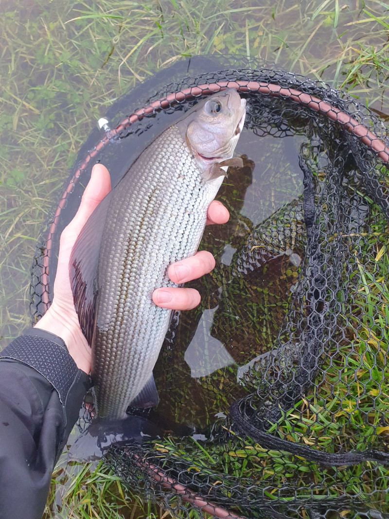 Choosing and Building the Right Euro Nymphing Leader — New Age Fly Fishing